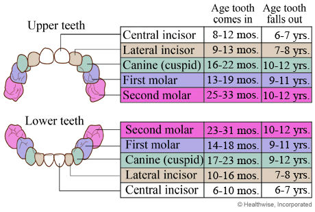 Dental Eruption Chart